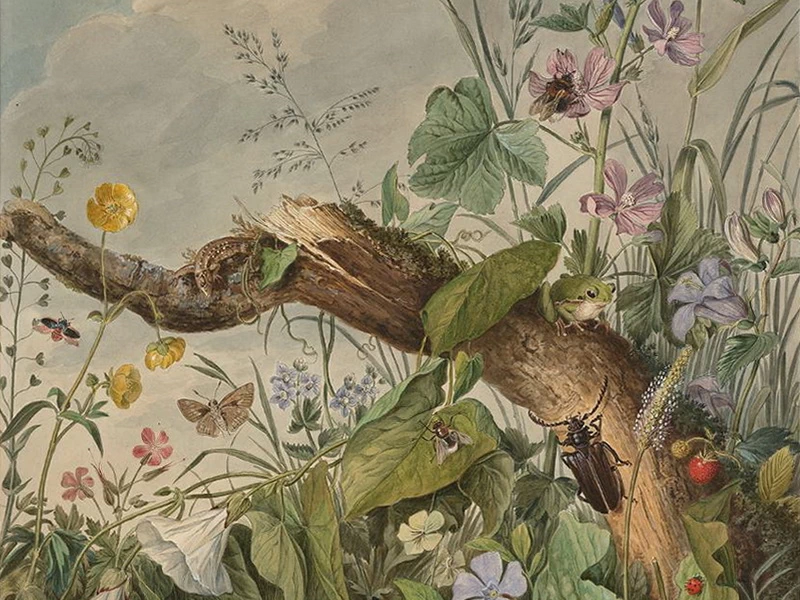 1740-Johann Rudolph Schellenberg - Prato con animali
